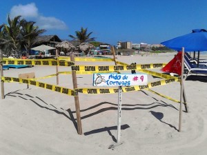 Inicia de temporada de desove tras llegada de tortugas marinas a Playa El Agua