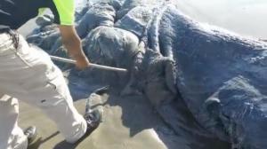 La extraña criatura que apareció en las costas de México (Video)