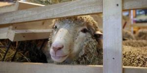 Culmina con éxito primer ensayo de trasplante de útero de oveja en Argentina
