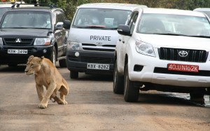 Un león ataca a hombre en Nairobi tras escapar del Parque Nacional