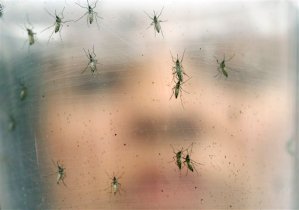 Zika causa infertilidad y daño perdurable en testículos de ratones: estudio EEUU