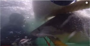 VIDEO: El ataque de un tiburón visto muy de cerca