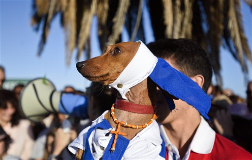 En esta imagen del domingo 13 de marzo de 2016, un perro salchicha disfrazado de monja asiste al primer encuentro de perros salchicha en Uruguay, organizado por medios sociales en Montevideo, Uruguay. Unos 380 perros se registraron para el evento. (AP Foto/Matilde Campodonico)