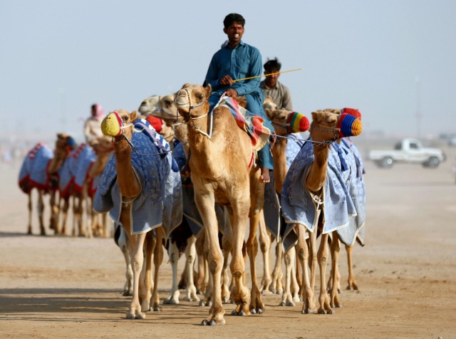 Jinetes de montar sus monturas mientras se preparan para competir en una carrera de camellos durante el festival de la herencia Sheikh Sultan bin Zayed Al Nahyan, en un desierto en Sweihan, UAE 11 de febrero de 2016. Imagen tomada 11 de febrero de 2016. REUTERS / Ahmed Jadallah