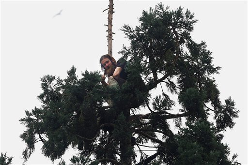 Un hombre está sentado cerca de la punta de un pino de 24 metros de altura (80 pies) en el centro de Seattle, el martes 22 de marzo de 2016, La policía ha estado tratando de convencer al hombre para que baje. (Grant Hindsley/seattlepi.com vía AP)