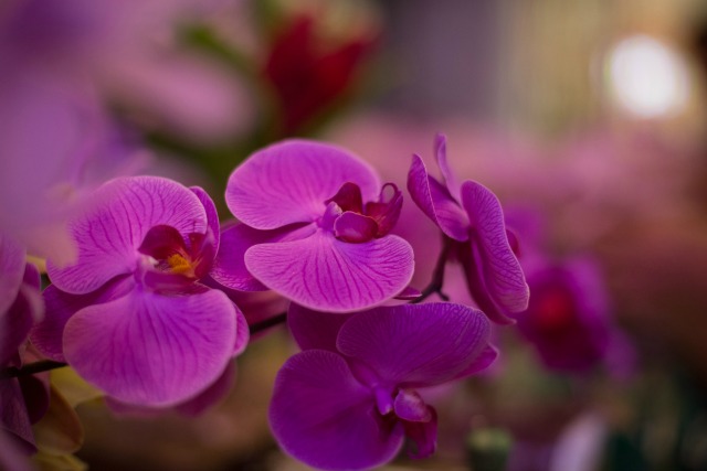Orquídeas para el Nazareno de San Pablo. Los feligreses obsequian orquídeas a el Nazareno de San Pablo, como parte de su devoción en la Basílica Santa Teresa, Caracas / AVN