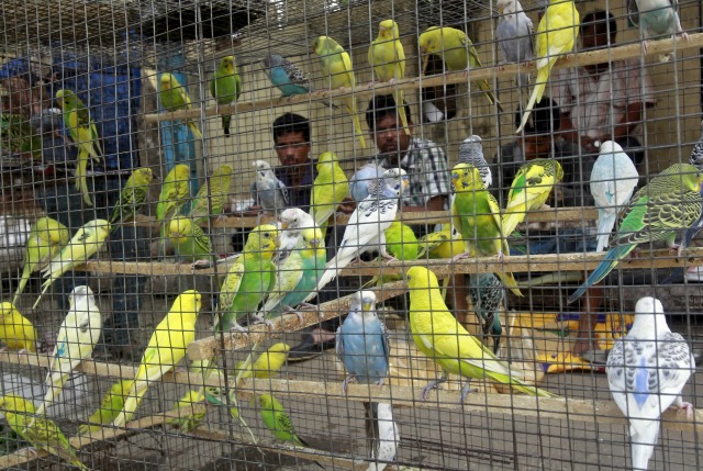 vendedores de aves esperan a los clientes a un puesto de carretera en Agartala, India, 23 de marzo de 2016. REUTERS / Jayanta Dey