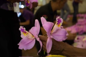 Orquídeas para el Nazareno de San Pablo (Fotos)
