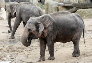 Zoológico de Praga fabricará papel de estiércol de elefante