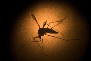 Confirman primer caso de zika autóctono en Chile
