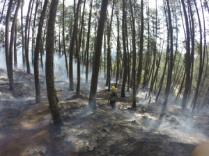 Incendio consume unas 400 hectáreas del Parque Nacional Macarao