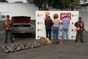 Rescatadas 50 tortugas en la maleta de un carro en Zulia que serían vendidas ilegalmente