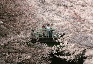 Japón se tiñe de rosa con el florecimiento del “sakura”