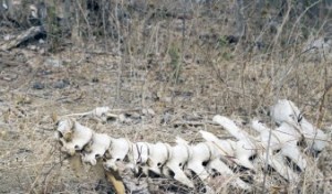Contaminación, sequía y abigeato mata a 50 vacas por mes en Aragua