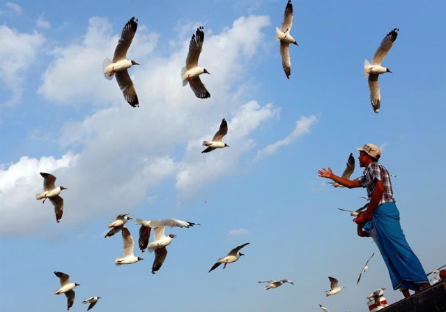  Unhombre alimenta a las palomas en un embarcadero del río Rangún en Rangún, Birmania, hoy, 5 de abril de 2016. EFE/LYNN BO BO