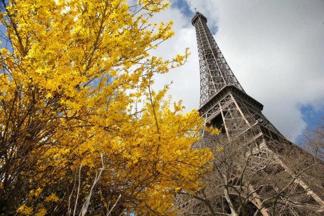 Flores de los árboles enmarcan la Torre Eiffel en un día de primavera en París, Francia, 7 de abril de 2016. REUTERS / Charles Platiau
