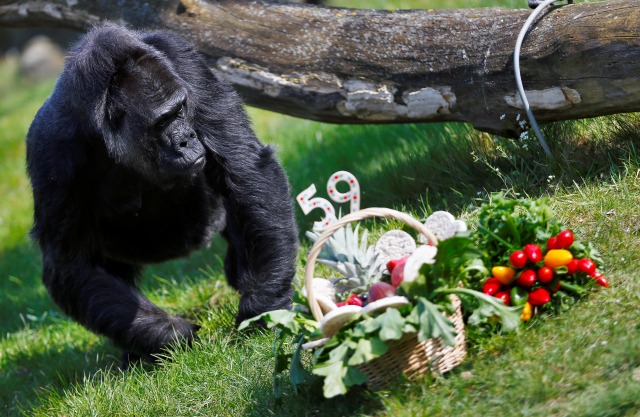 El mundo de segundo más antiguo gorila "Fatou" come de una cesta de fruta de cumpleaños en el zoológico de Berlín, Alemania, 13 de abril de 2016. REUTERS / Hannibal Hanschke