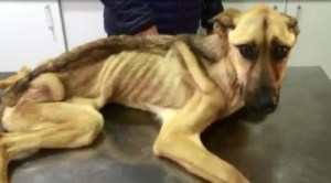 ¡Un milagro! La recuperación de Barilla, una perra que se aferró a la vida (Video)