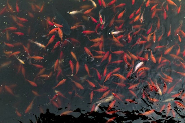 Una imagen muestra natación de los pescados de oro en un estanque en el palacio de verano en Pekín. FRED DUFOUR / AFP