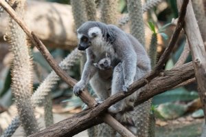 Tres bebés de lémur fueron presentados al público en el Zoológico del Bronx