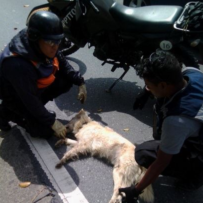 Arrollaron a perro en la autopista Francisco Fajardo (Fotos)