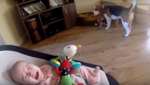 Perrito hace llorar a un bebé al quitarle un juguete. No creerás lo que hace luego para consolarlo (VIDEO)