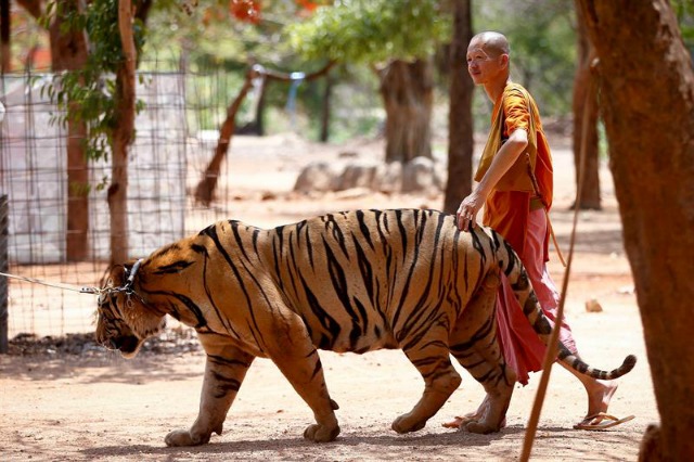 Un monje budista pasea con un tigre en el Templo del Tigre en la provincia de Kanchanaburi, Tailandia, el 24 de abril de 2016. El lugar, conocido en tailandés como "Wat Pa Luangta Maha Bua Yannasampanno" es el foco de una disputa con el departamento de Parques Nacionales, Vida Salvaje y Conservación (DNP) después de que el DNP asegurase que el templo no tenía la licencia para mantener a sus 147 ejemplares de tigre. Según el gerente del templo, ya han pedido una licencia de zoo. EFE/Diego Azubel