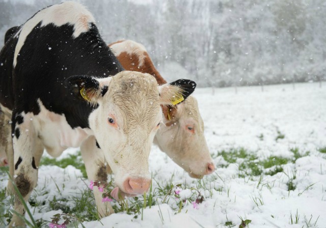 Dos vacas se colocan en un prado cubierto de nieve el 26 de abril, el año 2016 cerca de Degenfeld, el sur de Alemania. Una zona de baja presión sobre Europa septentrional y oriental trajo aire polar con temperaturas frías y la nieve a partes del sur del país. Jan-Philipp Strobel / DPA / AFP