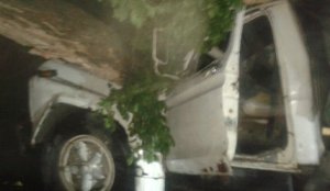 Conductor salió ileso tras caída de un árbol en Macaracuay (Fotos)