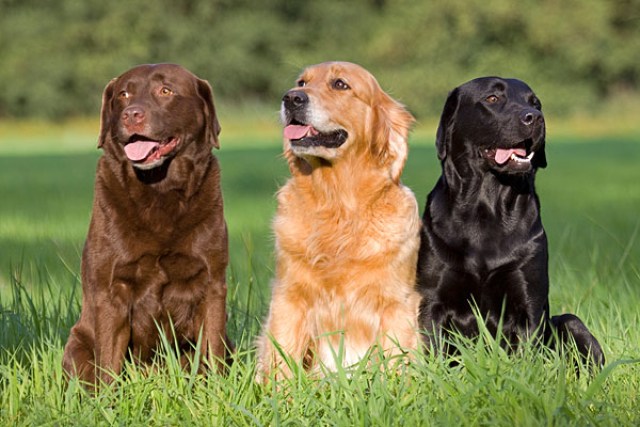Ein chocolate und ein schwarzer Labrador Retriever sitzen zusammen mit einem Golden Retriever auf einer Wiese.