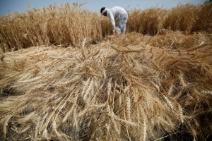Ucrania acusa a Rusia de robar toneladas de cereal en territorios ocupados