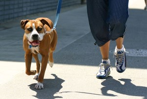 ¿Sacar a pasear al perro es bueno para la salud?