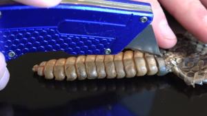 ¿Sabes lo que hay dentro de la cola de una serpiente de cascabel? (Video)