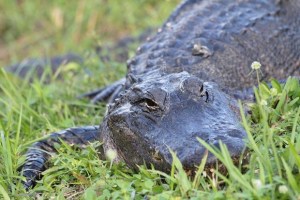 Caimán muerde a hombre que trataba de cazarlo