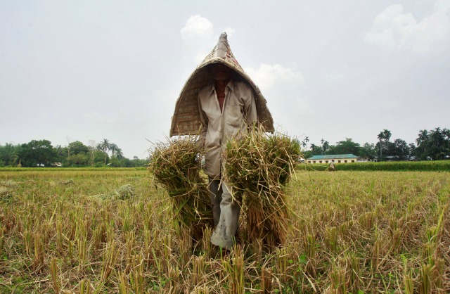 Un agricultor acarreos cosechado cosechas de arroz en un campo en las afueras de Agartala, India 11 de mayo de 2016. REUTERS / Jayanta Dey