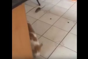 VIDEO: Un gato atacado por un ratón se vuelve viral