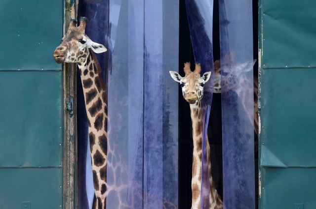 Jirafas miran hacia fuera de su recinto en el zoológico Marwell cerca de Winchester en Gran Bretaña, 18 de marzo de 2016. REUTERS / Toby Melville / Foto Archivo