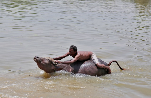 Un pastor trata de controlar su búfalo en un estanque en un día caluroso de verano en las afueras de Ahmedabad, India, 18 de mayo de 2016. REUTERS / Dave Amit