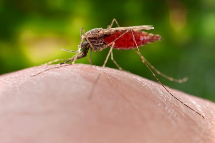 La malaria aumentó 56,7% con respecto a 2015