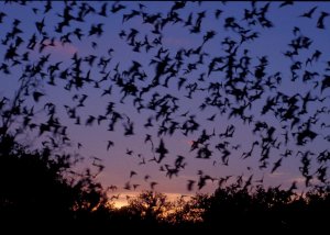 Por temor al coronavirus, en Perú iban a quemar a más de 200 murciélagos 