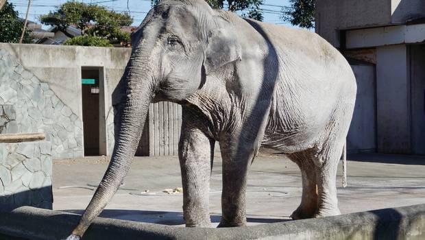 Japón llora la muerte de elefante más viejo