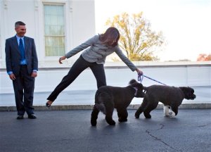 Los perros de la familia Obama no solo comen y duermen