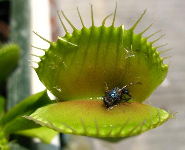 Descubren las primeras moscas que roban el alimento a plantas carnívoras