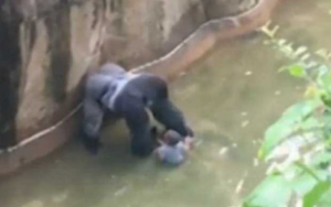 Sacrifican a gorila en zoológico de Ohio para proteger a un niño