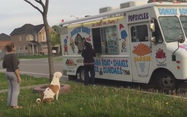 Perrito que espera paciente por su helado se vuelve viral (Video)