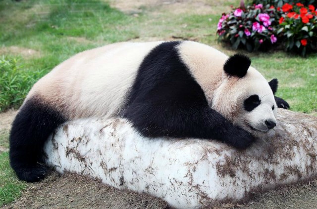 La osa panda Ai Bao duerme una siesta sobre un bloque de hielo para refrescarse en Panda World en el parque de atracciones Everland en Yongin (Corea del Sur) hoy, 31 de mayo de 2016. EFE/Yonhap 