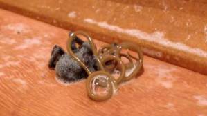VIDEO: Mató a una araña y desató un gusano mutante ¡GUATAFAAAAC!