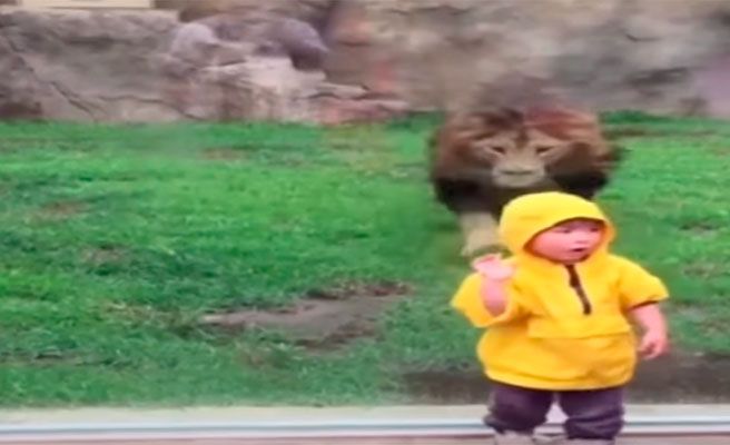 El impactante ataque de un león a un niño en un zoo de Japón (video)