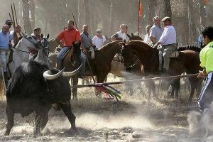 Confirman prohibición de muerte del toro en polémica fiesta española