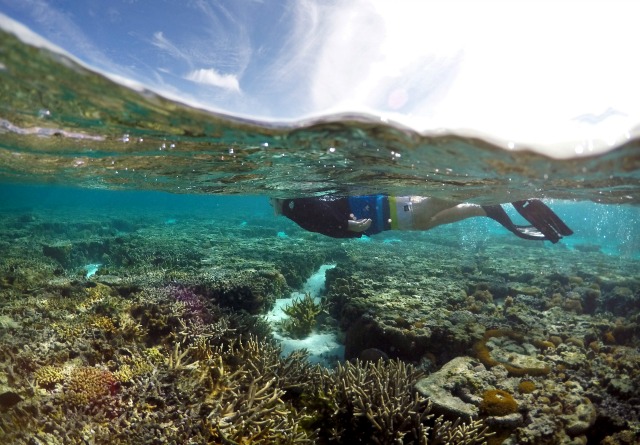 A los tubos respiradores turísticos por encima de coral en la laguna ubicada en Lady Elliot Island en la Gran Barrera de Coral, a 80 kilómetros al noreste de la ciudad de Bundaberg en Queensland, Australia, 9 de junio de 2015. REUTERS / David Gray /